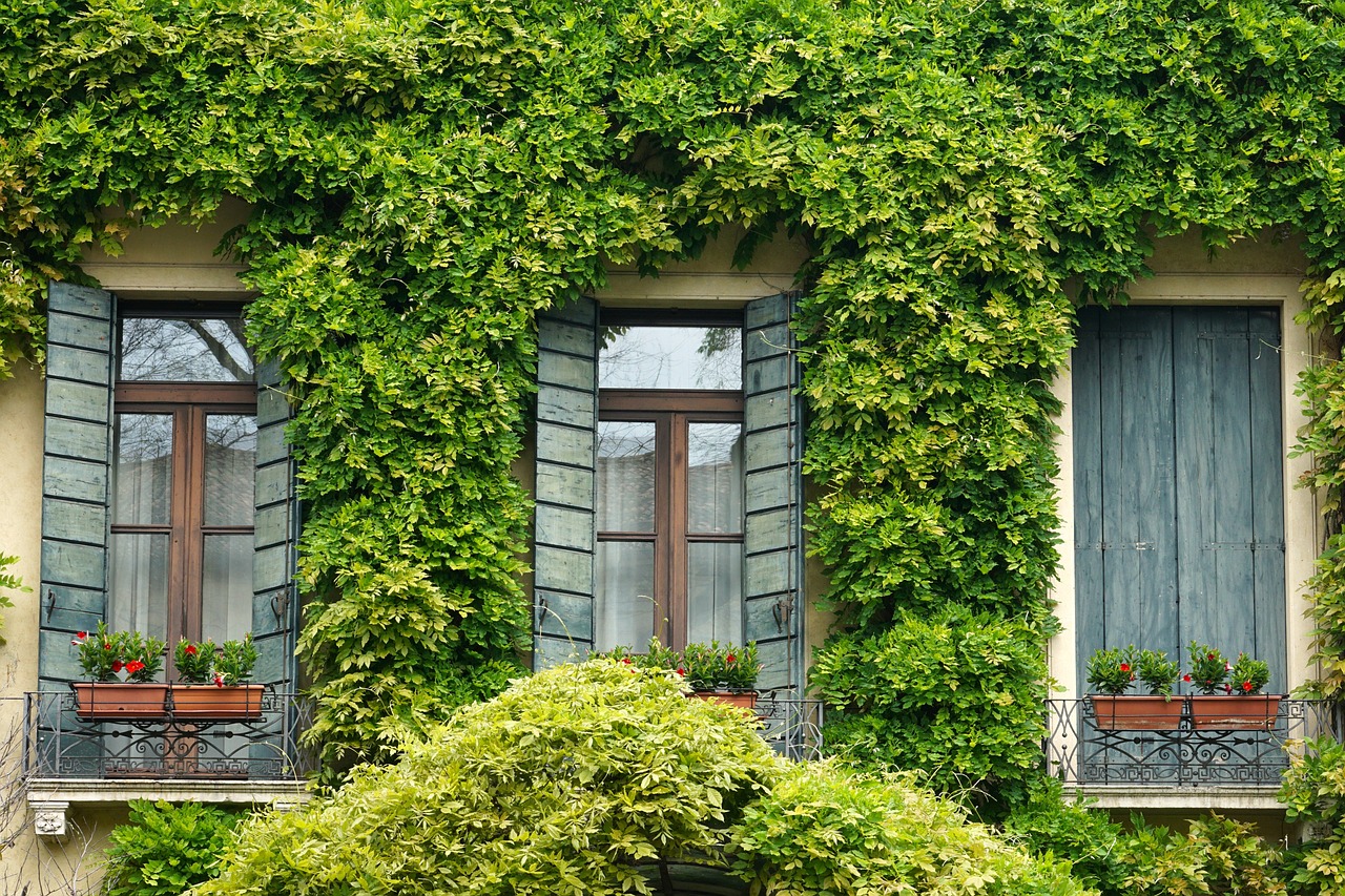 window, ivy, shutter, home, homeowners